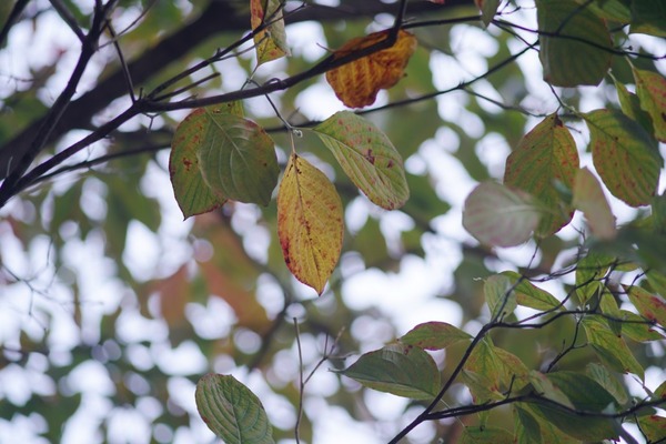 soligor_135mm_nikon-f_sony_a7r_ii