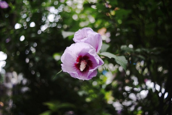 pentacon_30mm_m42_sony_a7