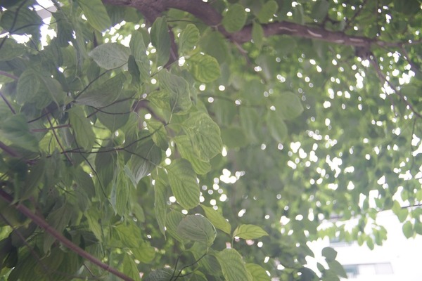 komura_mfg_kmc_komuranon_24-35mm_pk-sony_a7_24mm