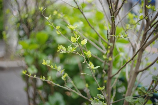 petri_50mm_mc_pk_sony_a7