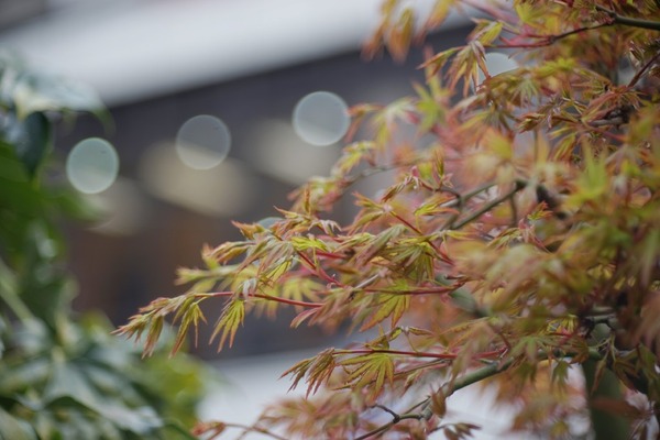 sankyo_koki_komura-_105mm_l39_sony_a7