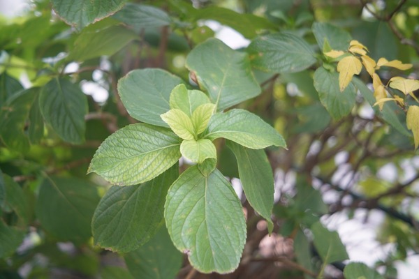 petri_cc_auto_55mm_m42_sony_a7r_ii