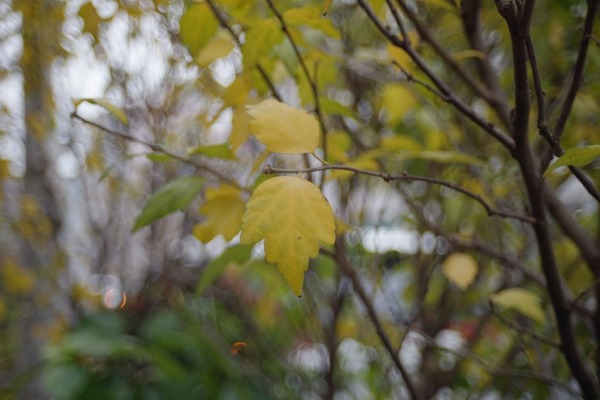 tamron_sp_28-80mm_27a_nikon_f_sony_a7_80mm