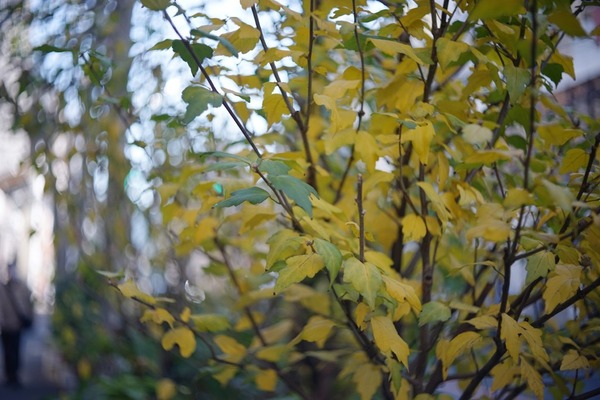 kowa_prominar_50mm_kallo_35f2_l39_sony_a7