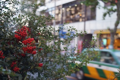 zeiss_jena_mc_flektogon_50mm_p6-sony_ilce-7