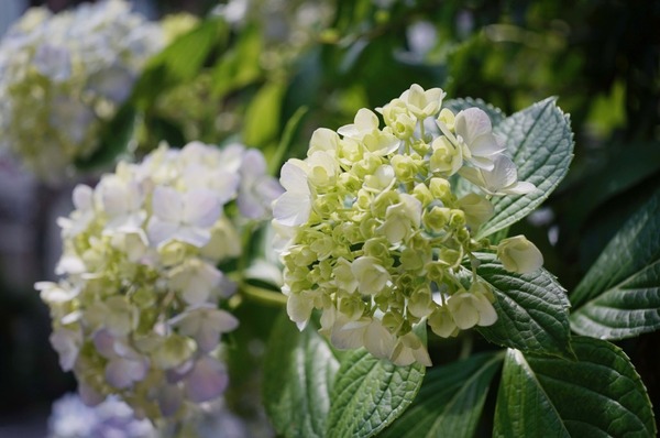 olympus_pen-ft_e_zuiko_38mm_macro_sony_a7