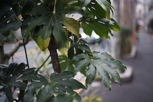 ricoh_xr_rikenon_50mm_pk_sony_a7