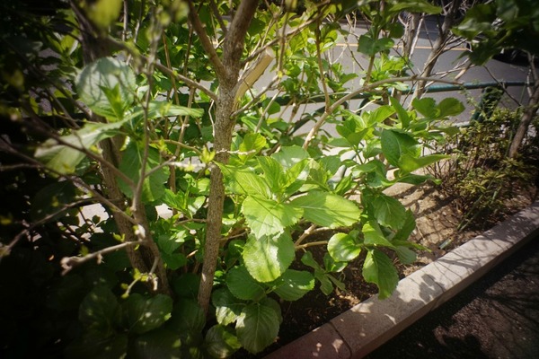 canon_19mm_l39_sony_a7