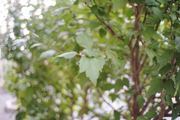 meprozenit_35mm_m42_sony-a7