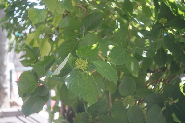 industar-50-2_50mm_m42_sony_a7_a