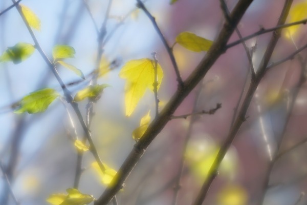 minolta_varisoft_rokkor_85mm_sony_a7r_ii_soft_3