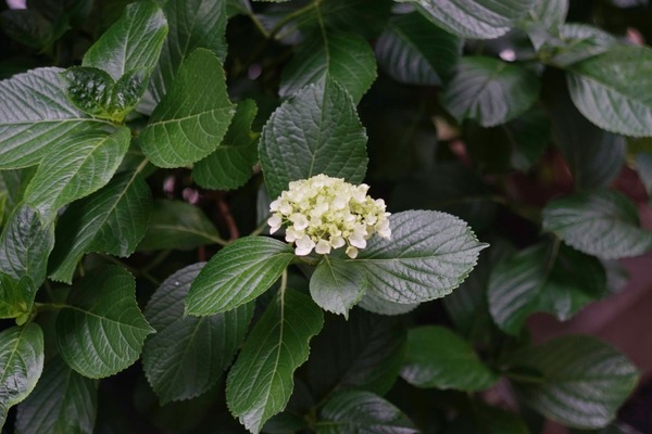 canon_new_fd_85mm_softfocus_soft_0_sony_a7