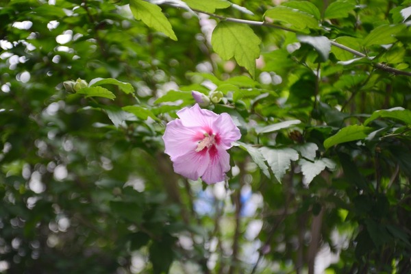 carl_zeiss_tessar_45mm_nikon-f_d600_b