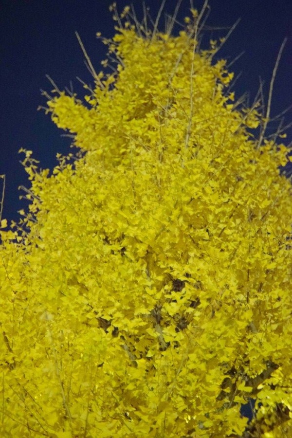 zenit_ir_100mm_m42_sony_a7_b