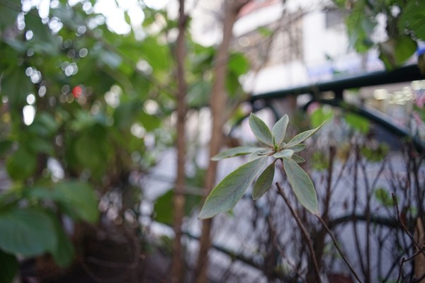 pentax_smc-m_28mm_sony_a7_01