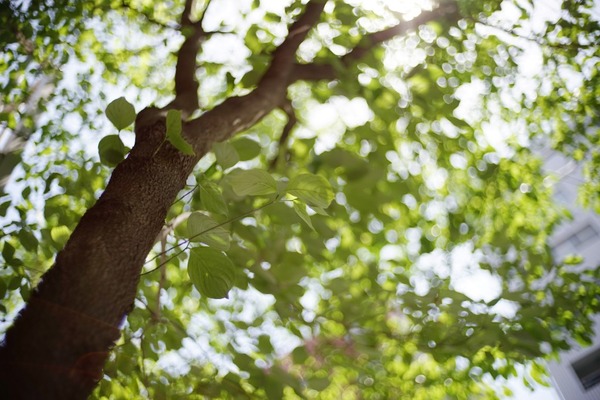 voigtlander_nokton_classic_35mm_vm_sc_sony_a7