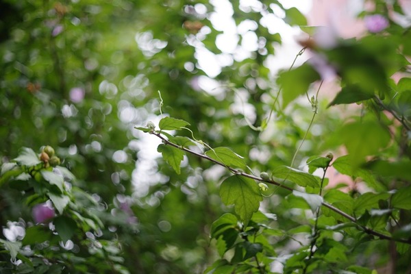topcon_re_topcor_58mm_sony_a7
