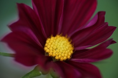 kino_kiron_105mm_macro-sony_a7