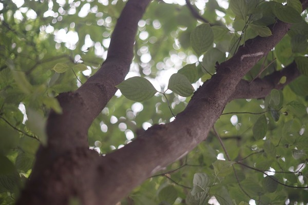 topcon_uv_topcor_50mm_canon_ef_sony_a7