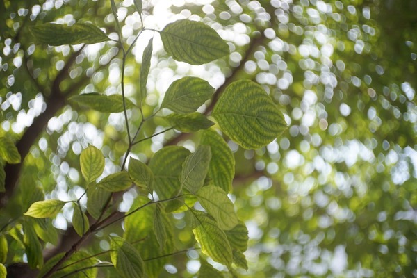 kowa_prominar_35mm_kallo_wide_f_leica-m_sony_a7