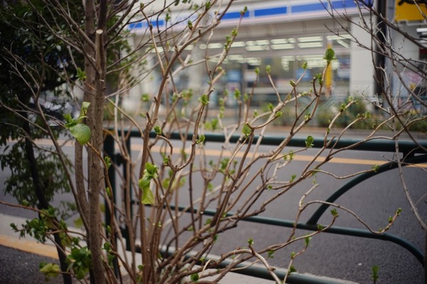 nikon_w-nikkor_c_35mm_l39_sony_a7