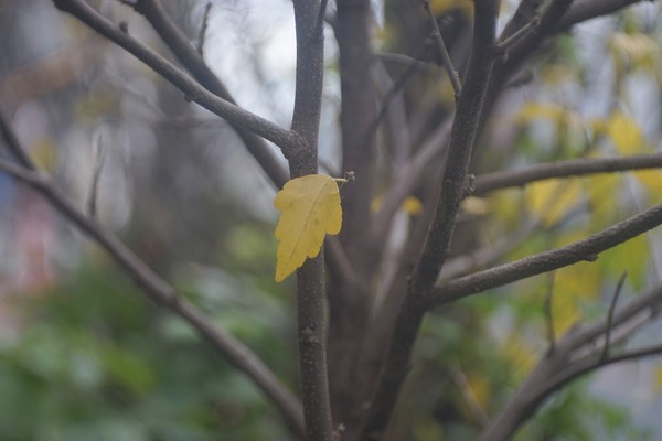 schneider_radionar_75mm_lm_sony_a7_a