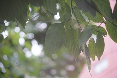 carl_zeiss_jena_sonnar_75mm_cine_sony_a7_aps-c