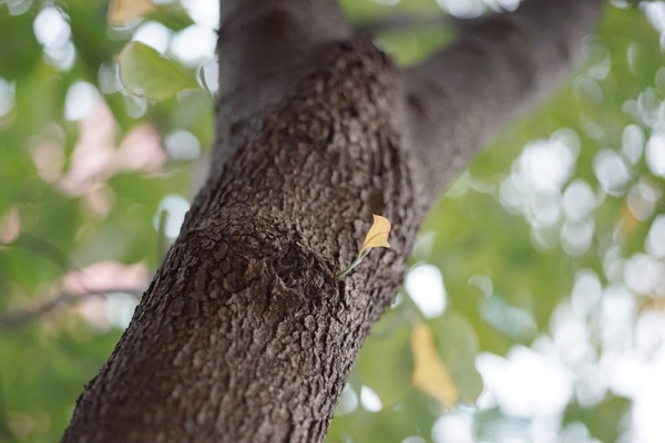 nikon_ai-s_nikkor_55mm_micro_sony_a7_a