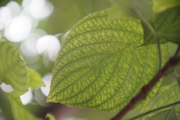 komura_mfg_kmc_komuranon_75-150mm_macro_715_m42-sony_a7_75mm_b