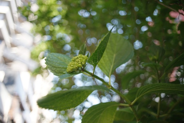 tamron_28mm_bbar_mc_02b_sony_a7_a