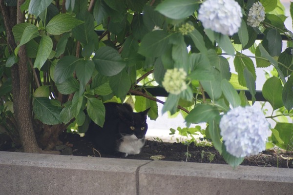 argus_cintar_135mm_m42_sony_a7_b