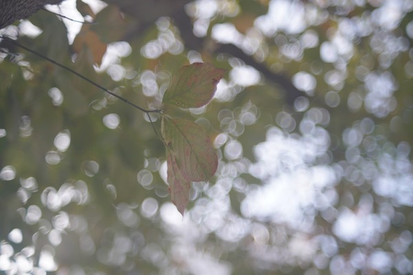 fujifilm_fujinon_55mm_m42_sony_a7r_ii