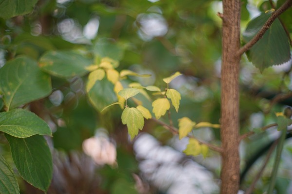 fujifilm_fujinon_50mm_m42_sony_a7r_ii