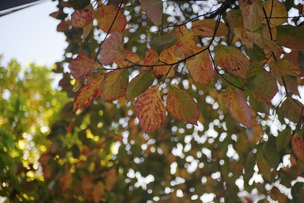 taylor-hobson_cooke_speed_panchro_25mm_sony_a7