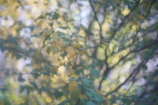 Beier_Beirette_Ernst_Ludwig_45mm_l39_sony_a7r_ii