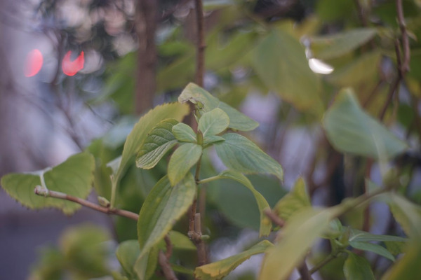 meyer_primoplan_58mm_m42_sony_a7