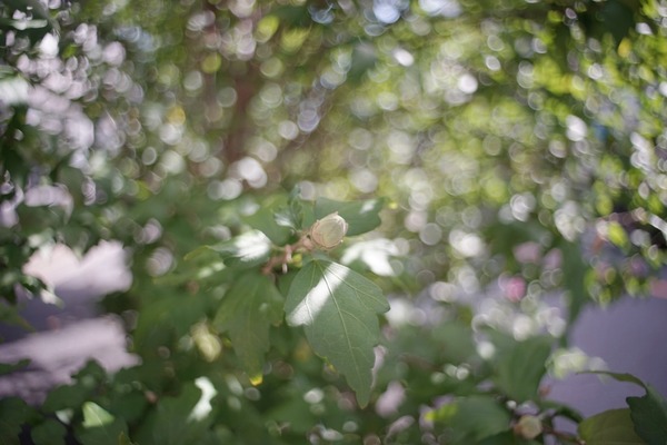 sankyo_komura_komuranon_28mm_m42_sony_a7_1