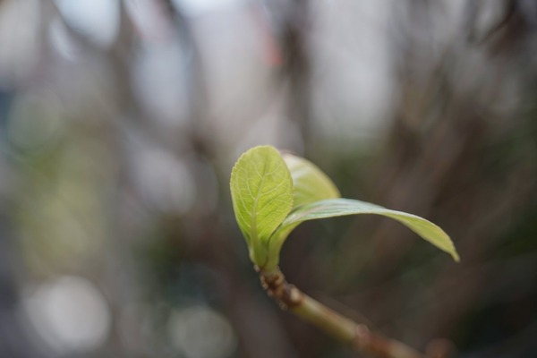 vivitar_70-150mm_close_focusing_sony_a7_c