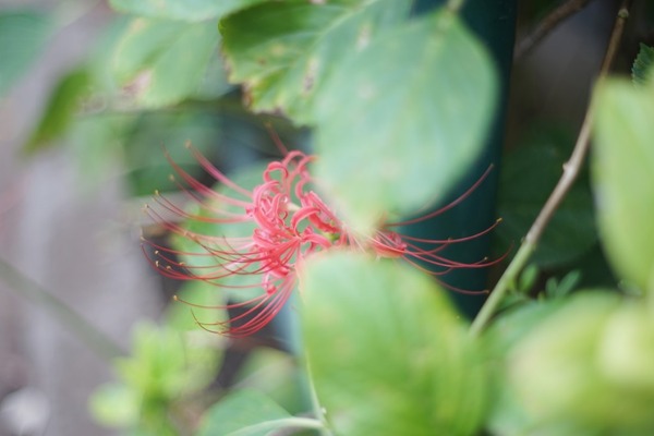 minolta_mc_rokkor-pf_58mm_sony_a7