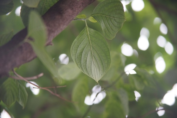 komura_mfg_kmc_komuranon_75-150mm_macro_715_m42-sony_a7_150mm