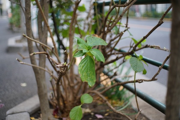 pentax_smc-l_43mm_special