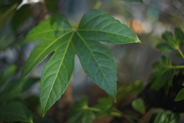carl_zeiss_jena_pancolar_50mm_exakta-sony_a7