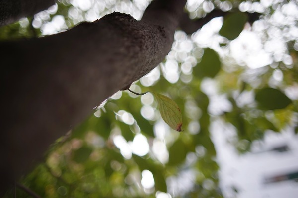 minolta_new_md_28mm_sony_a7_b