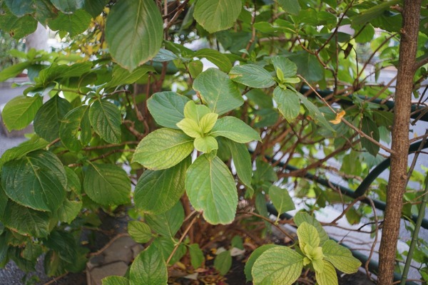 mir-1b_37mm_m42_sony_a7r_ii