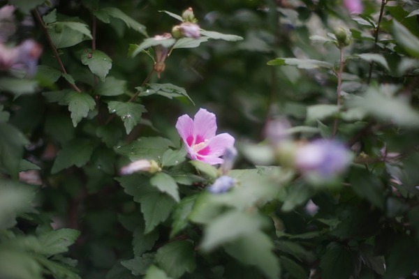 pentax_smc-p_50mm_sony_a7