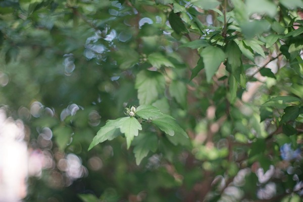 fujifilm_ebc_fujinon_50mm_m42_sony_a7