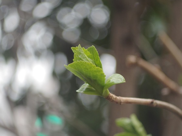 taylor_hobson_37mm_cine_d_pentax_q10