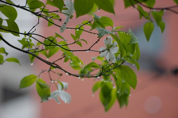 canon_fd_300mm_ssc_sony_a7