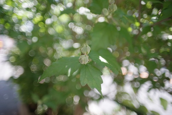 kino_kiron_28mm_om_sony_a7_a