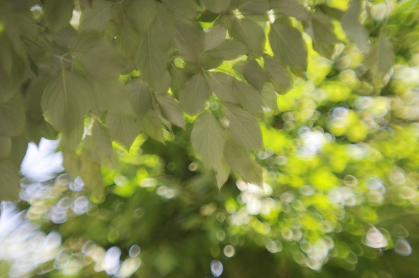 ilex_oscillo-paragon_75mm_nikon_f_d700